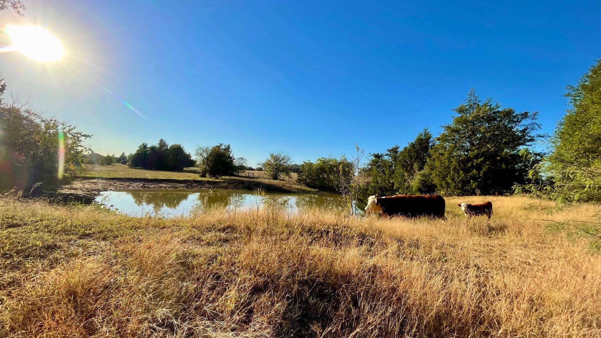 Franklin, TX 77856,9201 FM 2096 (+/-44.13 acres)