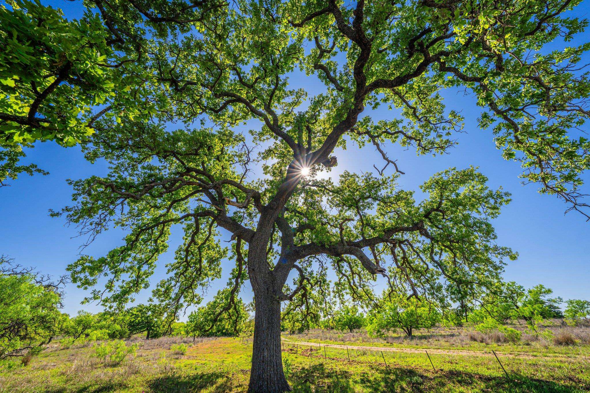 Valley Spring, TX 76885,5230 County Road 409
