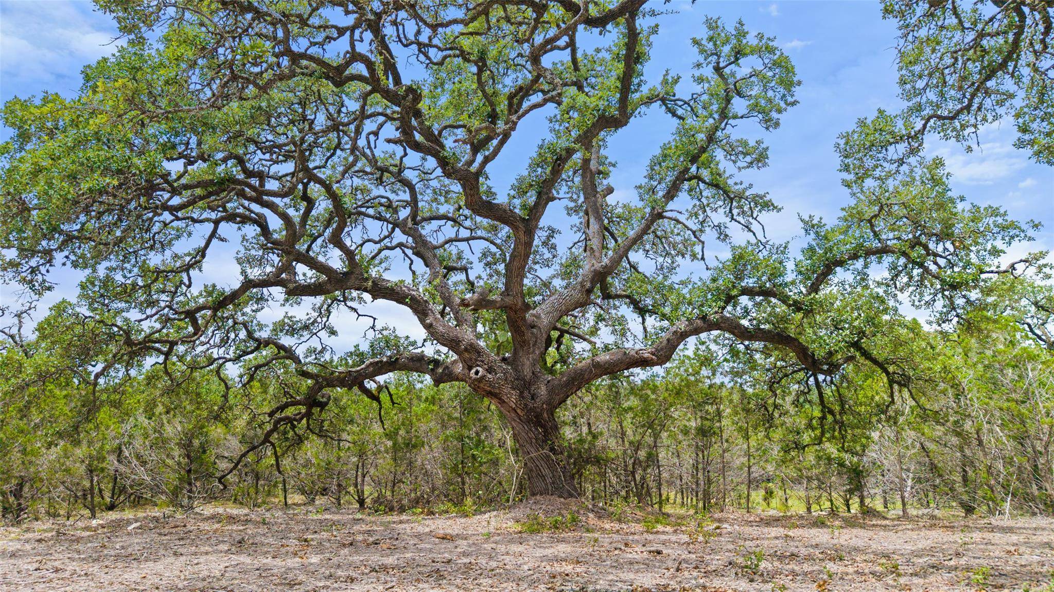 Dripping Springs, TX 78676,000 Oak Valley Ranch