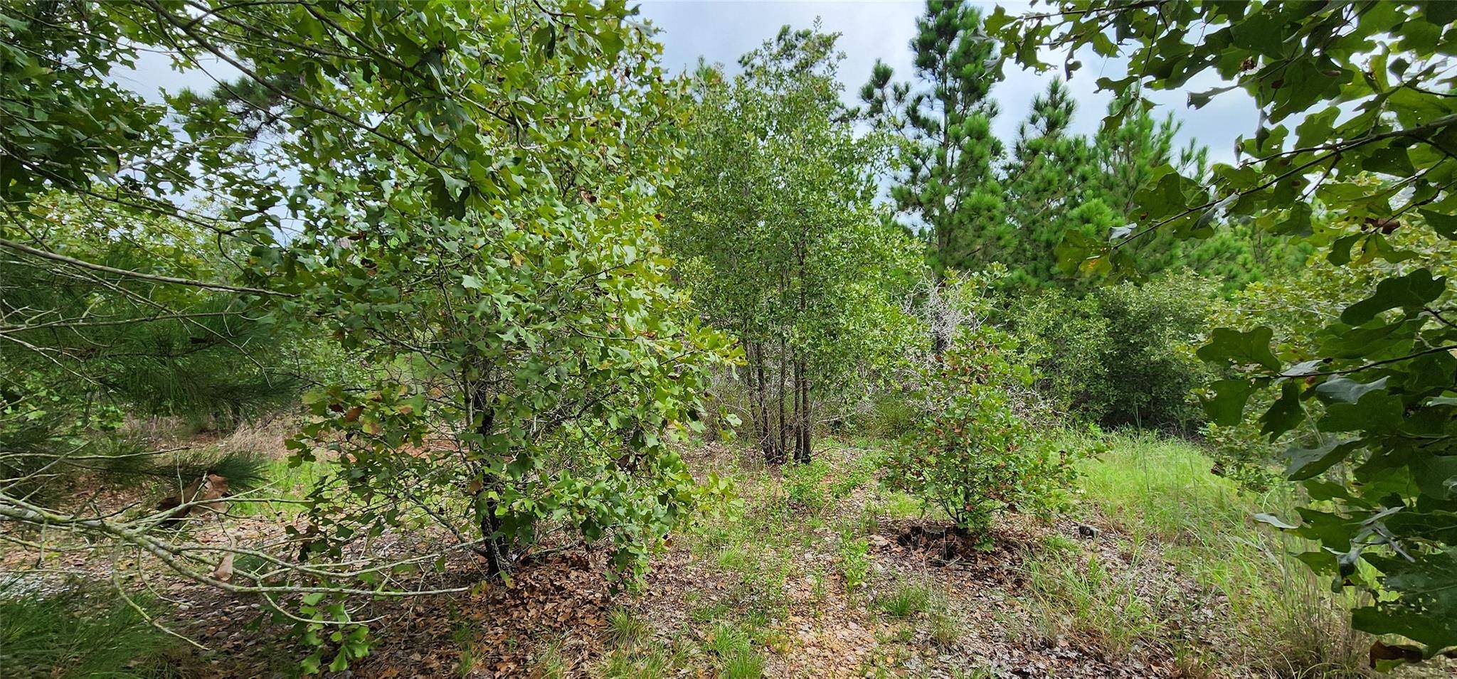 Bastrop, TX 78602,TBD Homonu (Lot 105) CT