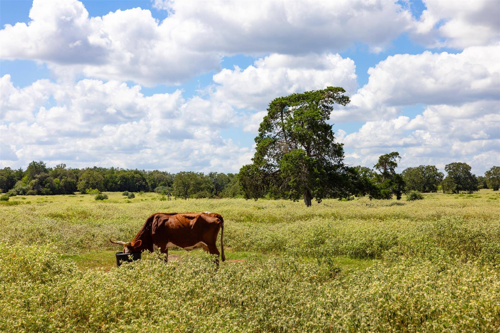 Rosanky, TX 78953,TBD Cedar Rock RD