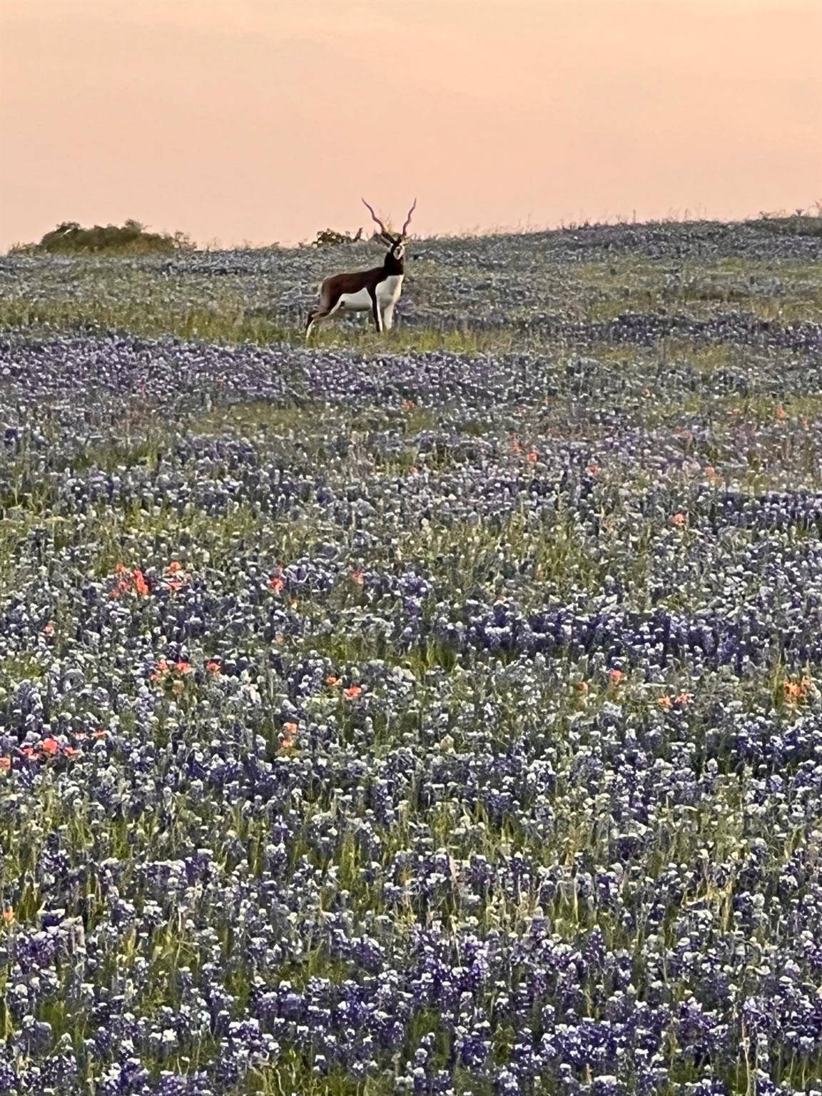 Purmela, TX 76566,2265 County Road 106