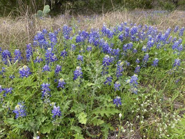 Johnson City, TX 78636,1365 Pedernales Hills RD