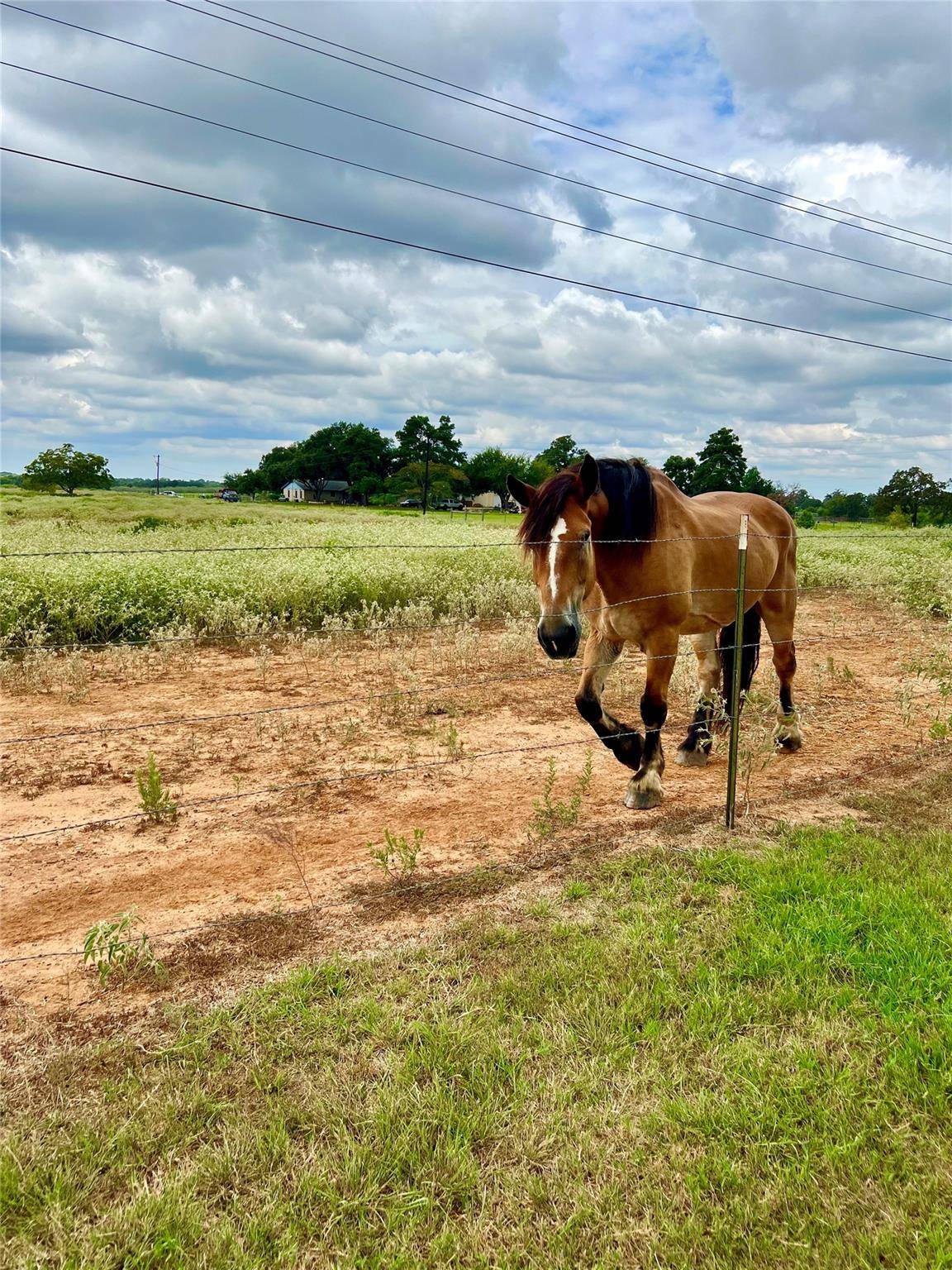 Rockdale, TX 76567,1286 County Road 446