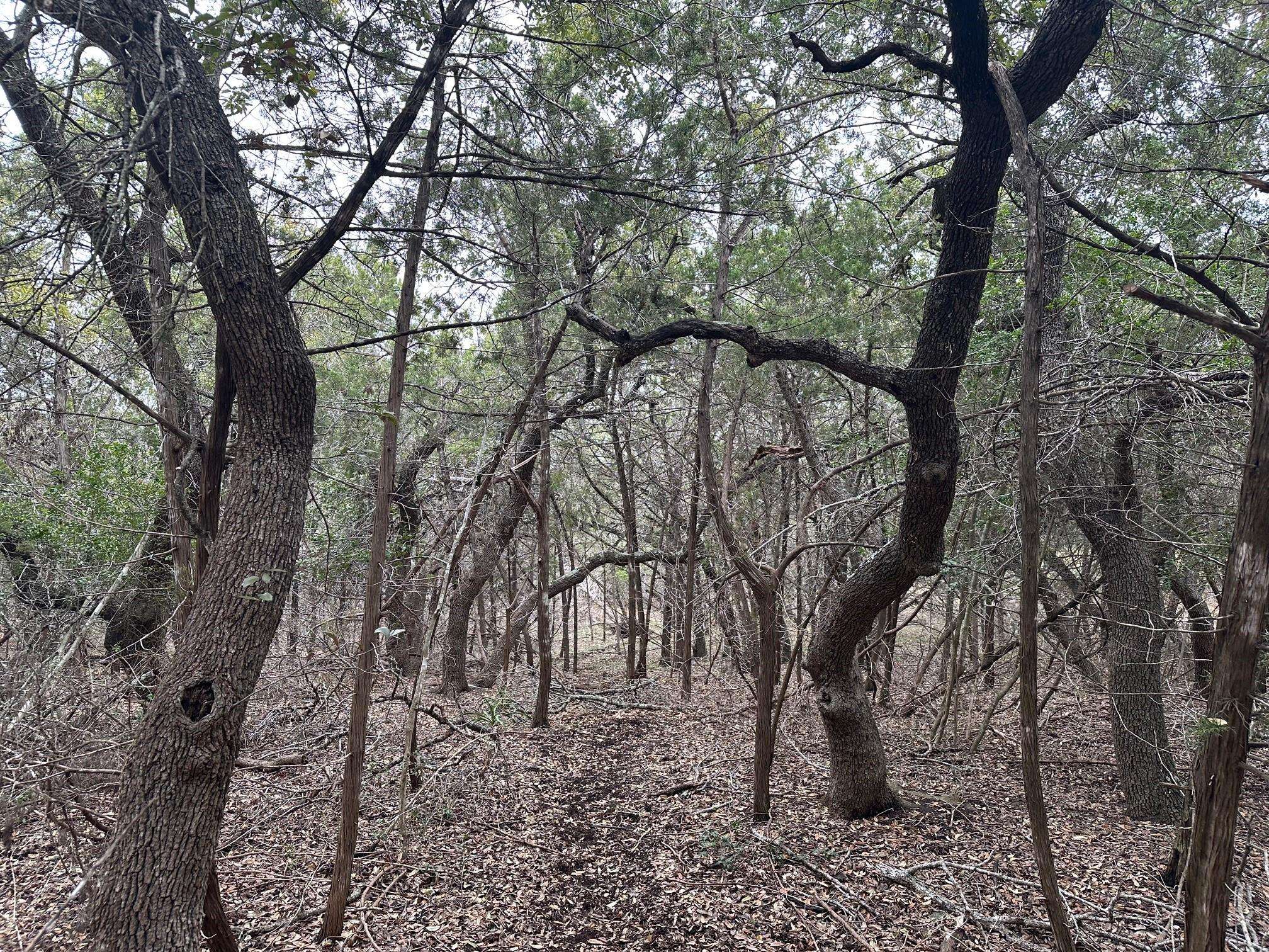 Dripping Springs, TX 78620,TBD S Sunset CYN