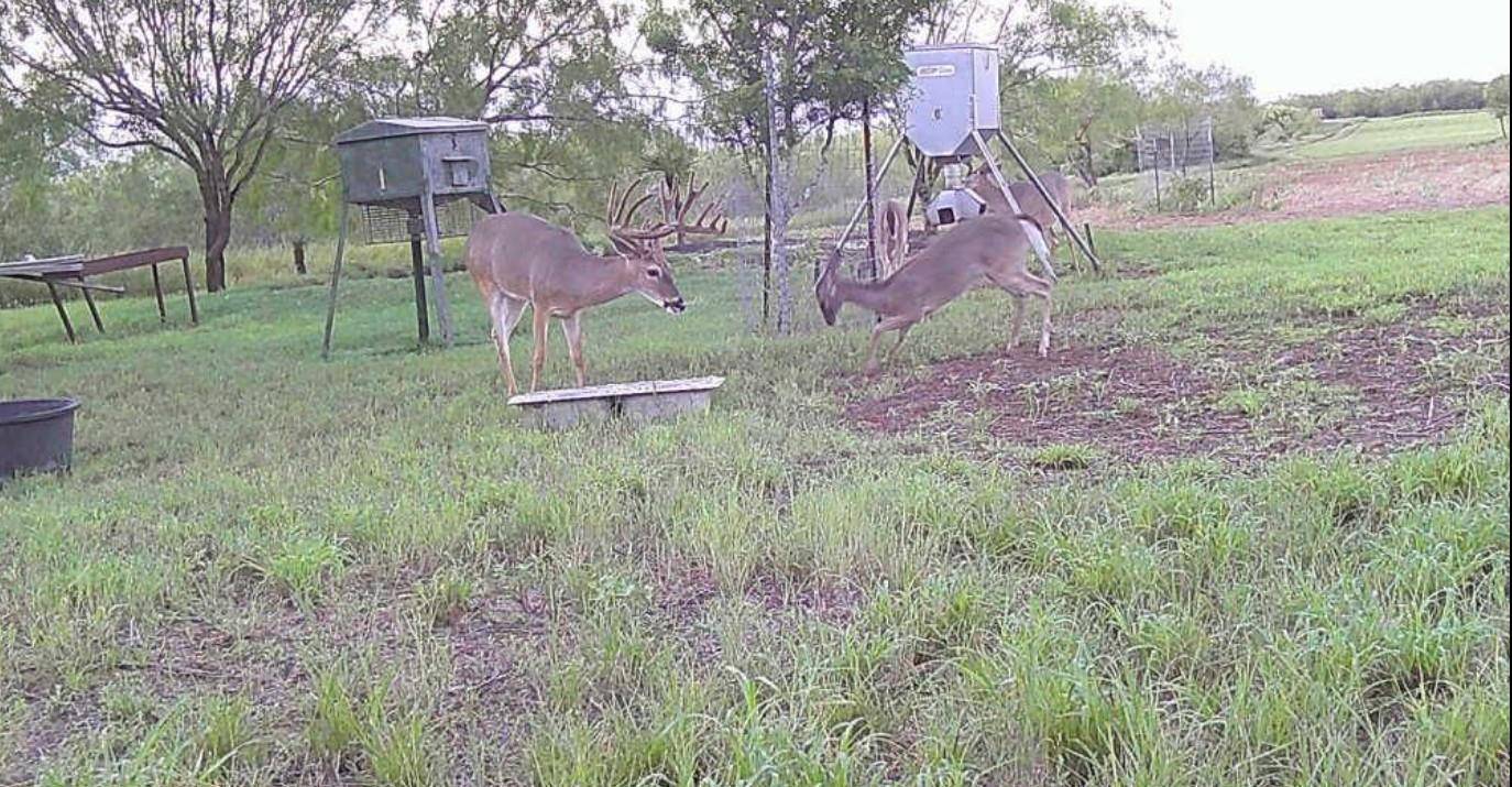 San Isidro, TX 78591,0 FM 2294