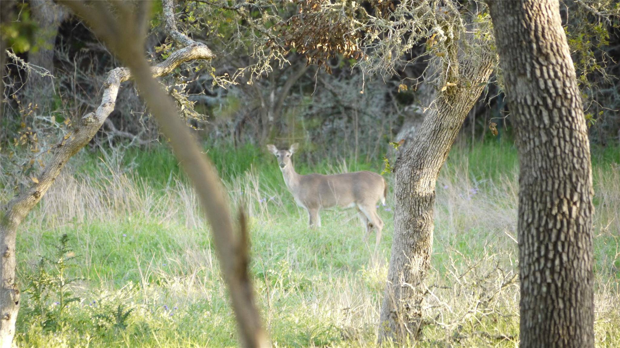 Wimberley, TX 78676,TBD S Rainbow Ranch RD