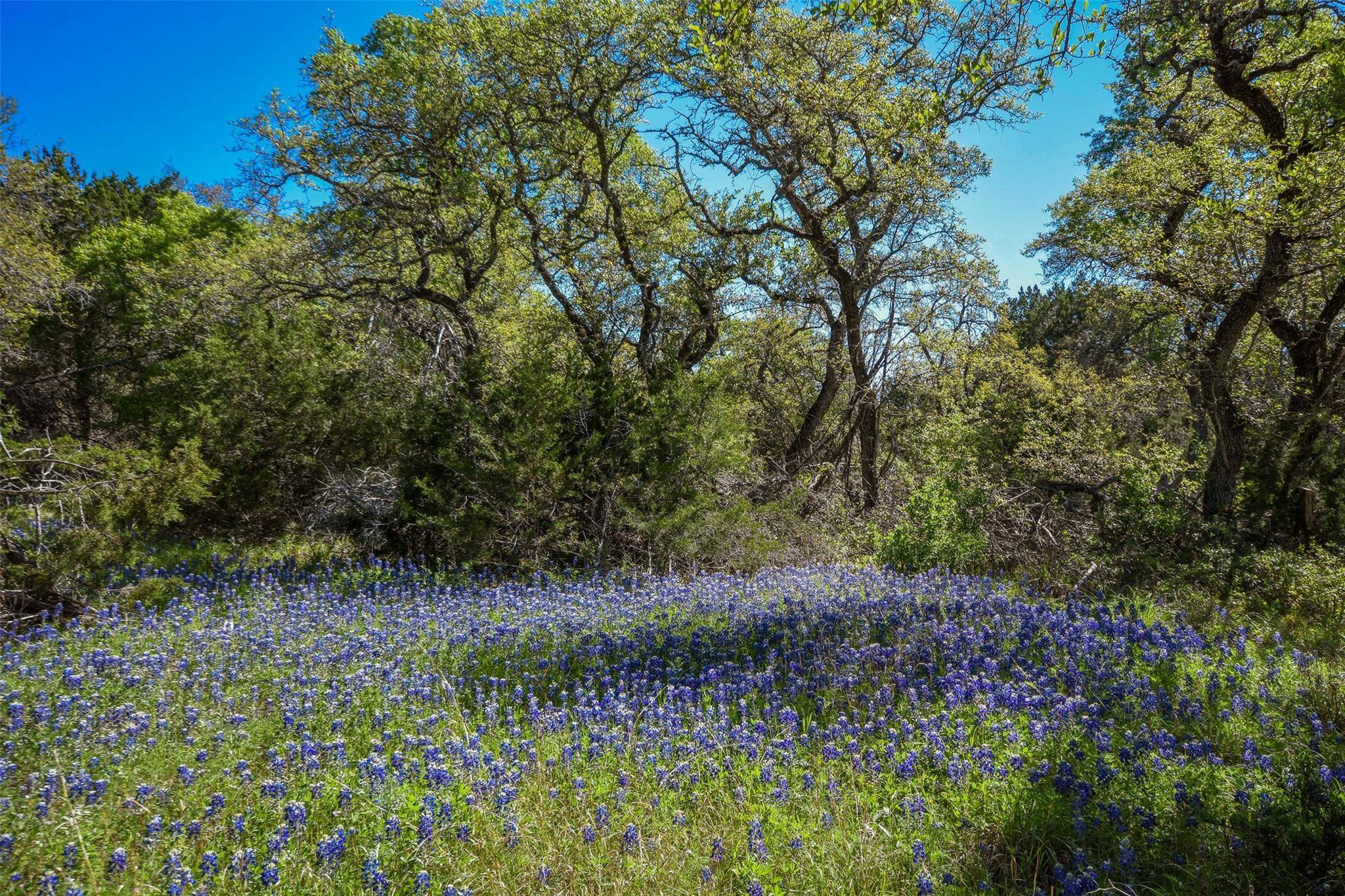 Leander, TX 78641,16201 Big Oak CIR