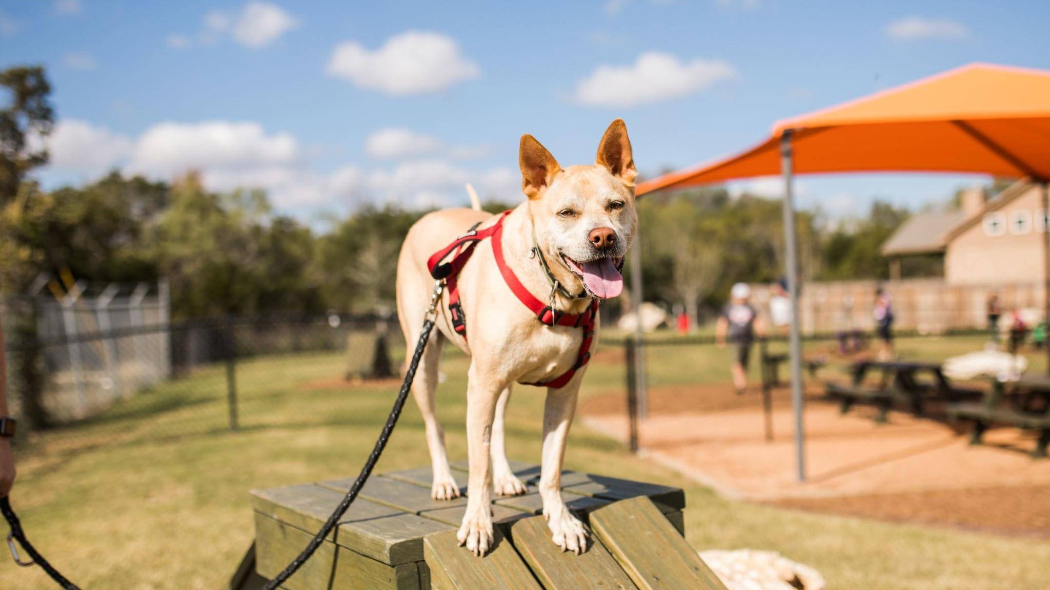 Liberty Hill, TX 78642,116 Burke ST