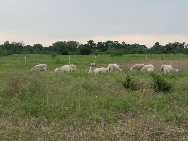 Liberty Hill, TX 78642,855 CR 286 SPUR