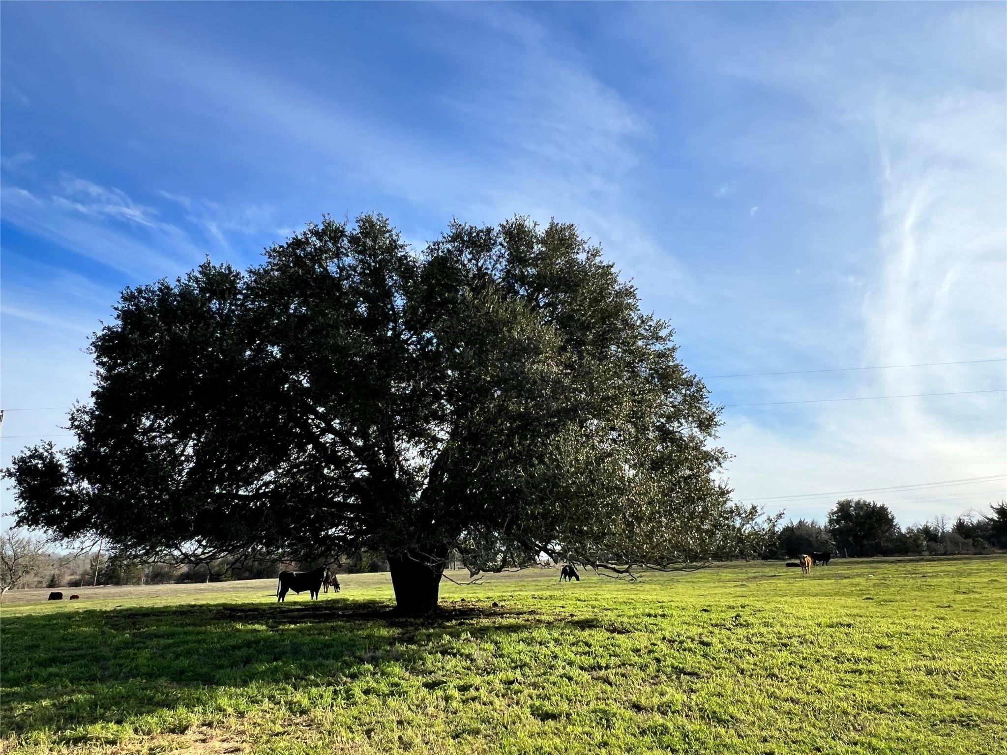 Brenham, TX 77833,TBD Oil Field Road