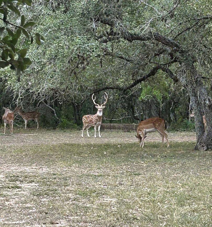 Beeville, TX 78102,305 CR 305