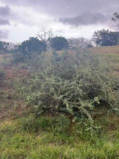 Horseshoe Bay, TX 78657,W25005 Apache Tears