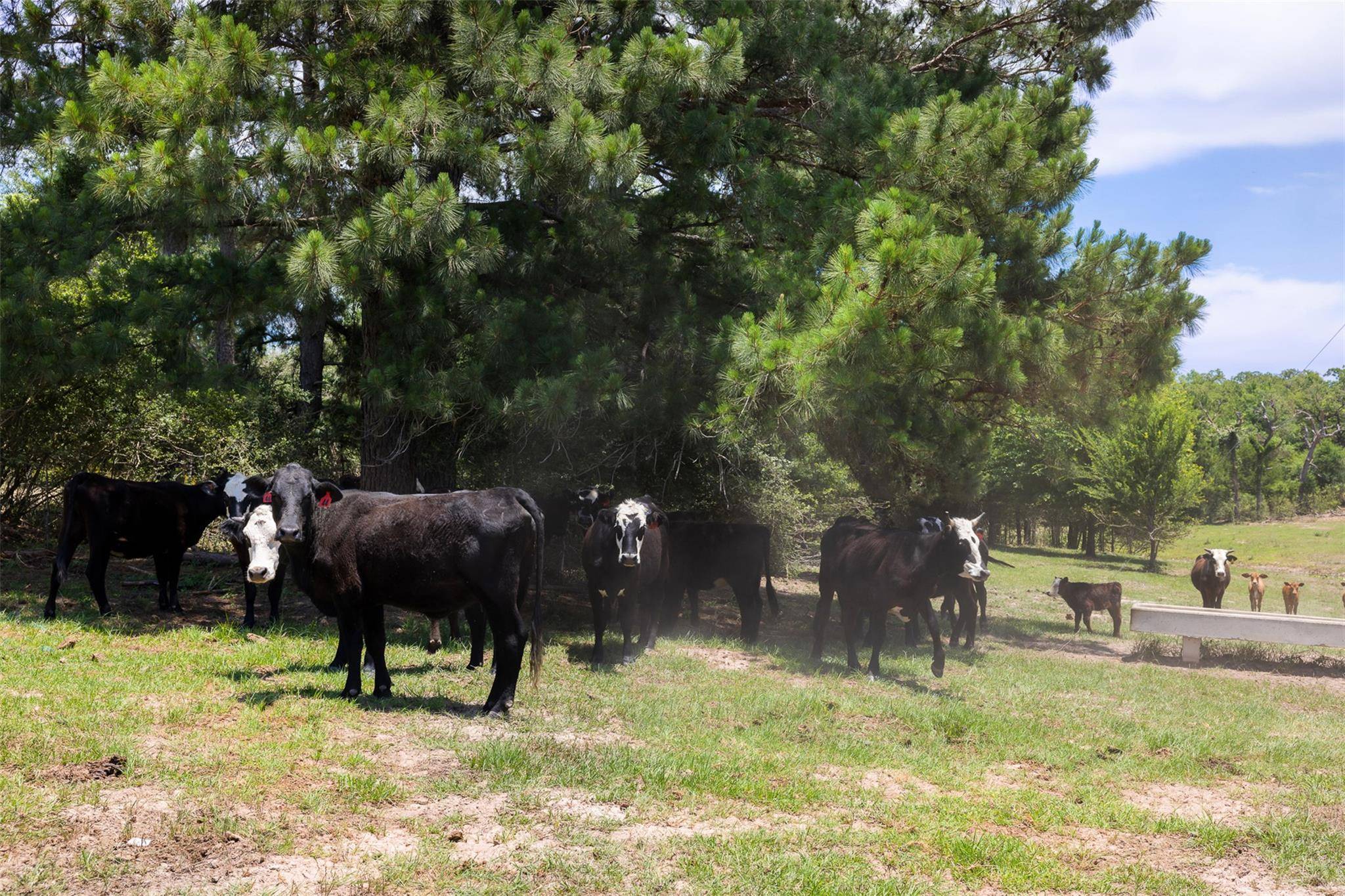 Caldwell, TX 77836,10 AC +/- County Road 329