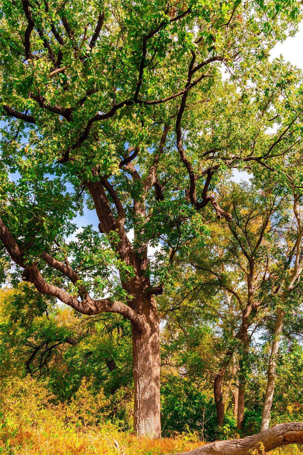 Hutto, TX 78634,159 Brushy Creek TRL