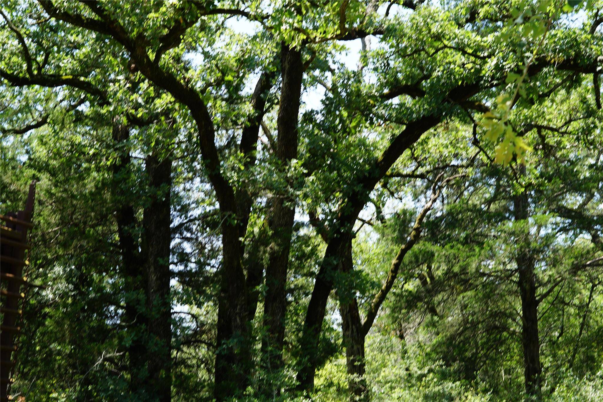 Rockdale, TX 76567,5548 County Road 322