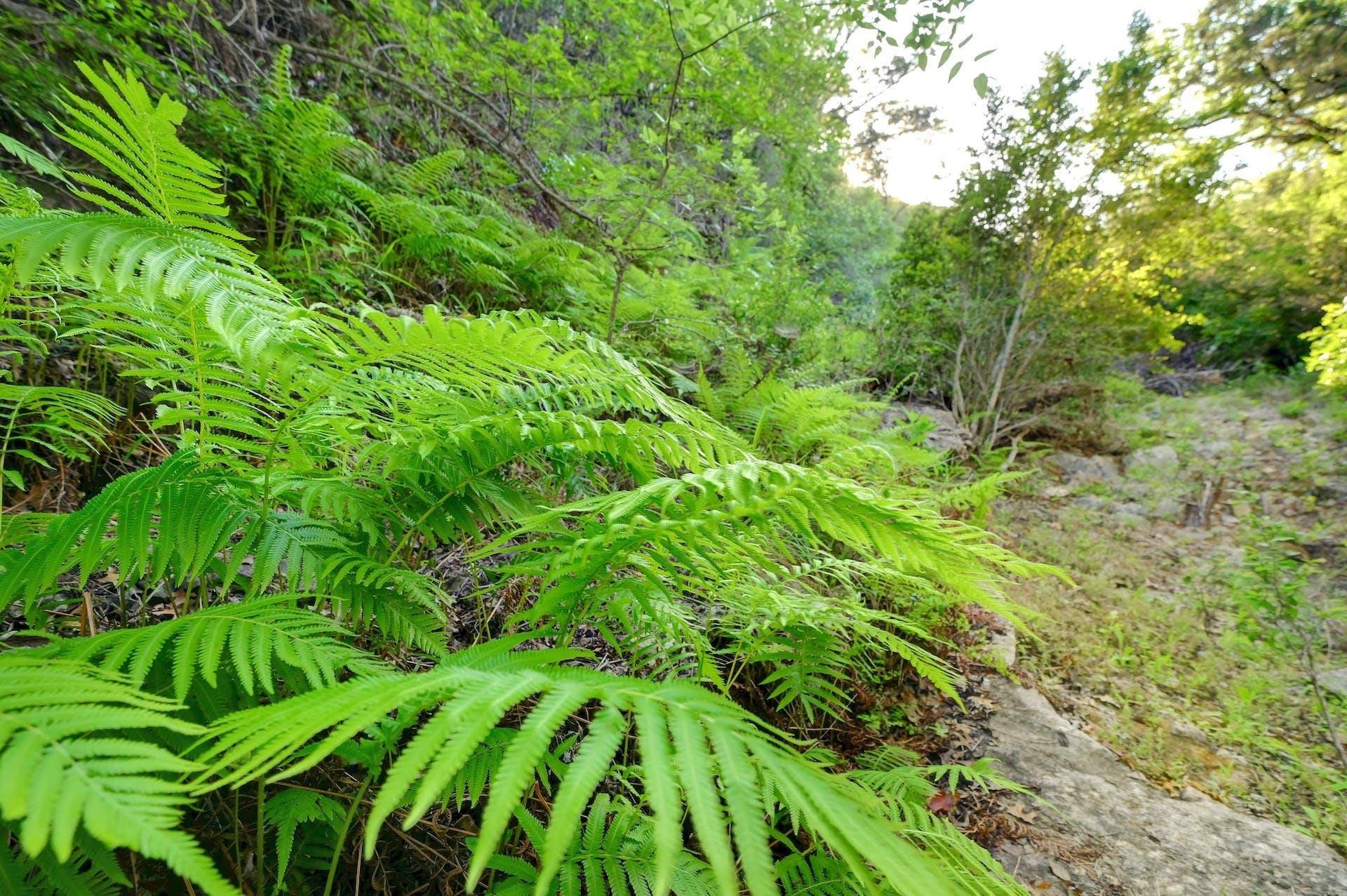 New Braunfels, TX 78132,10700 FM306