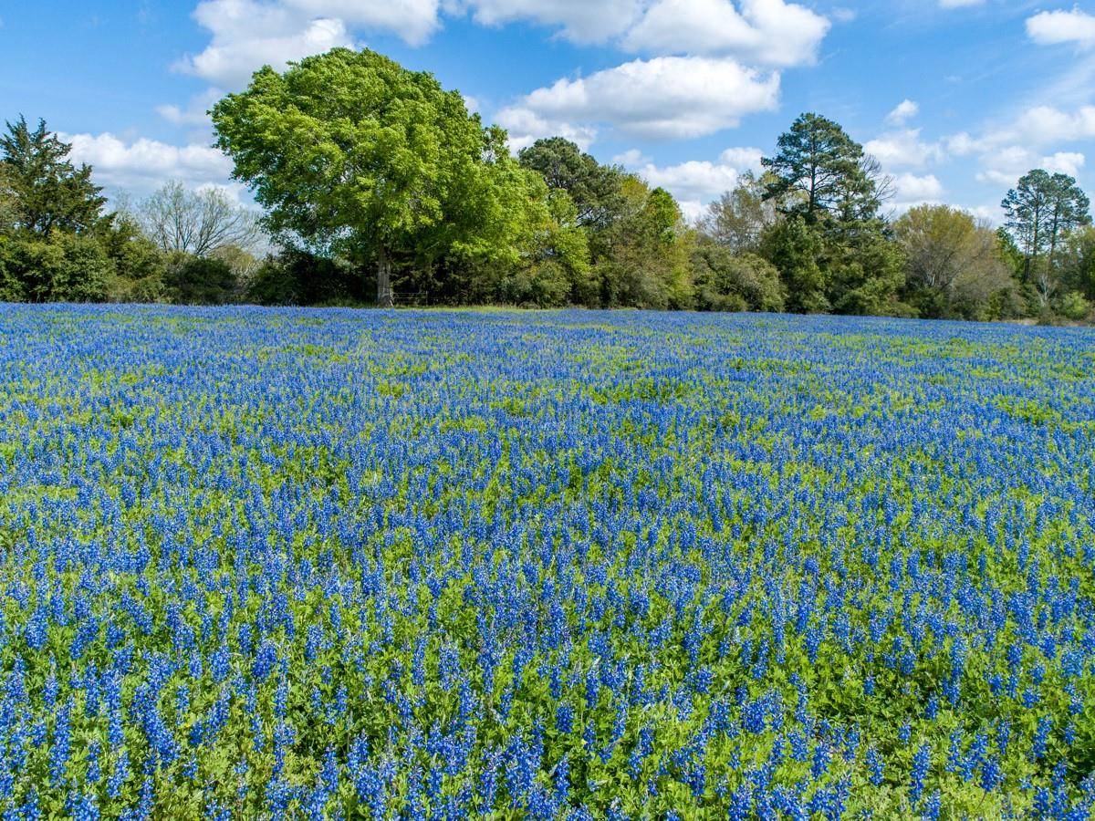 Hallettsville, TX 77964,1255 CR 260