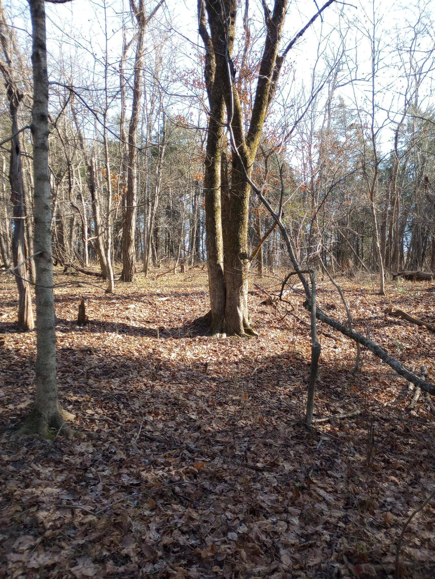 Falmouth, KY 41040,. Buckeye Hills Road