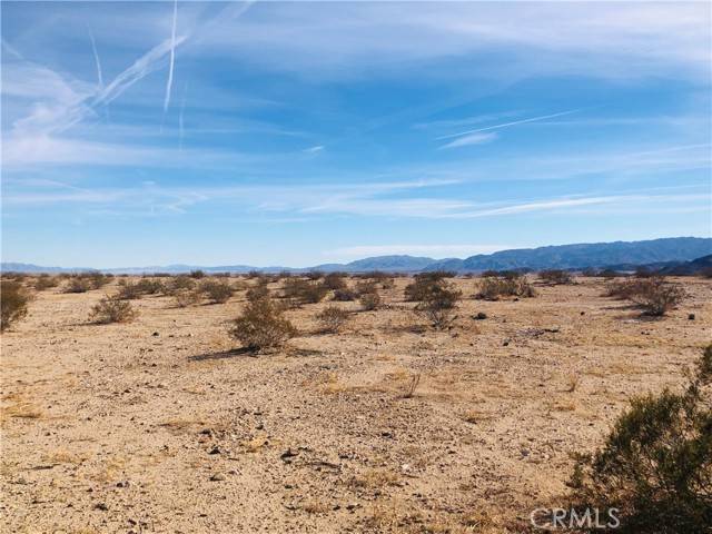 Joshua Tree, CA 92252,5 Desert Lily