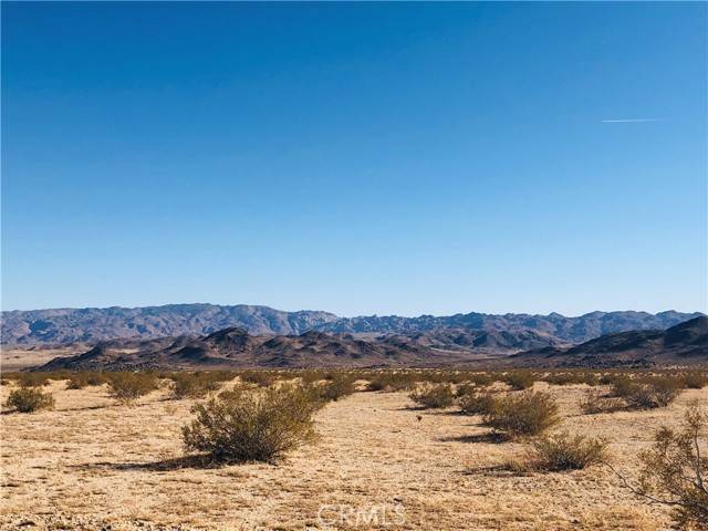 Joshua Tree, CA 92252,5 Desert Lily