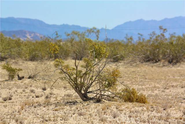 Twentynine Palms, CA 92277,0 Desert Queen Ave.