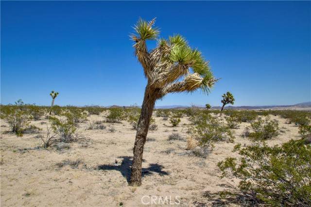 Joshua Tree, CA 92252,2625 Sunset Road