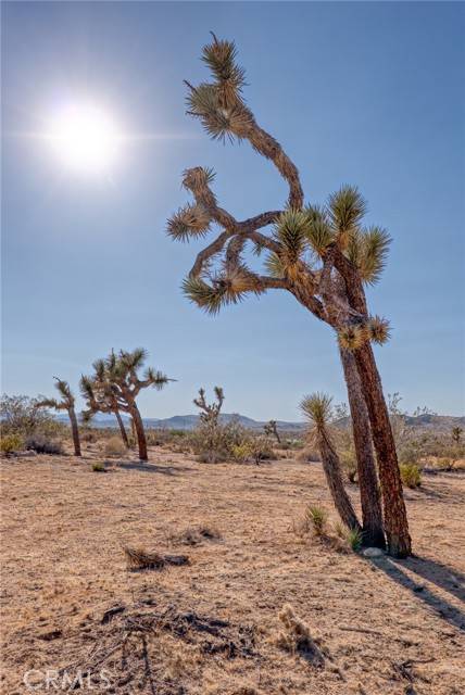 Joshua Tree, CA 92252,107 Juniper Road