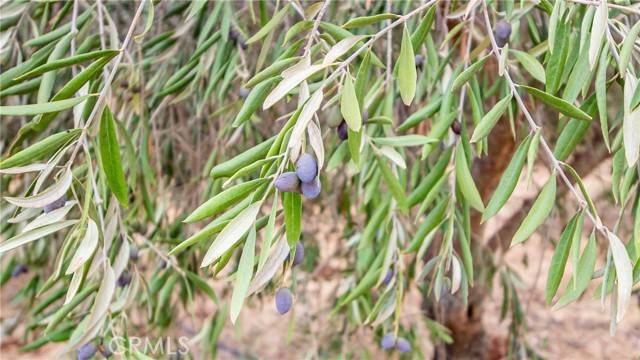 Lower Lake, CA 95461,21378 Jerusalem Grade