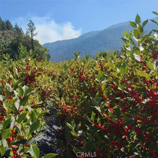 Willow Creek, CA 95573,2172 Patterson Road