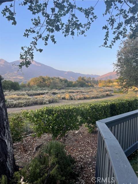 Rancho Santa Margarita, CA 92688,21 Lobelia