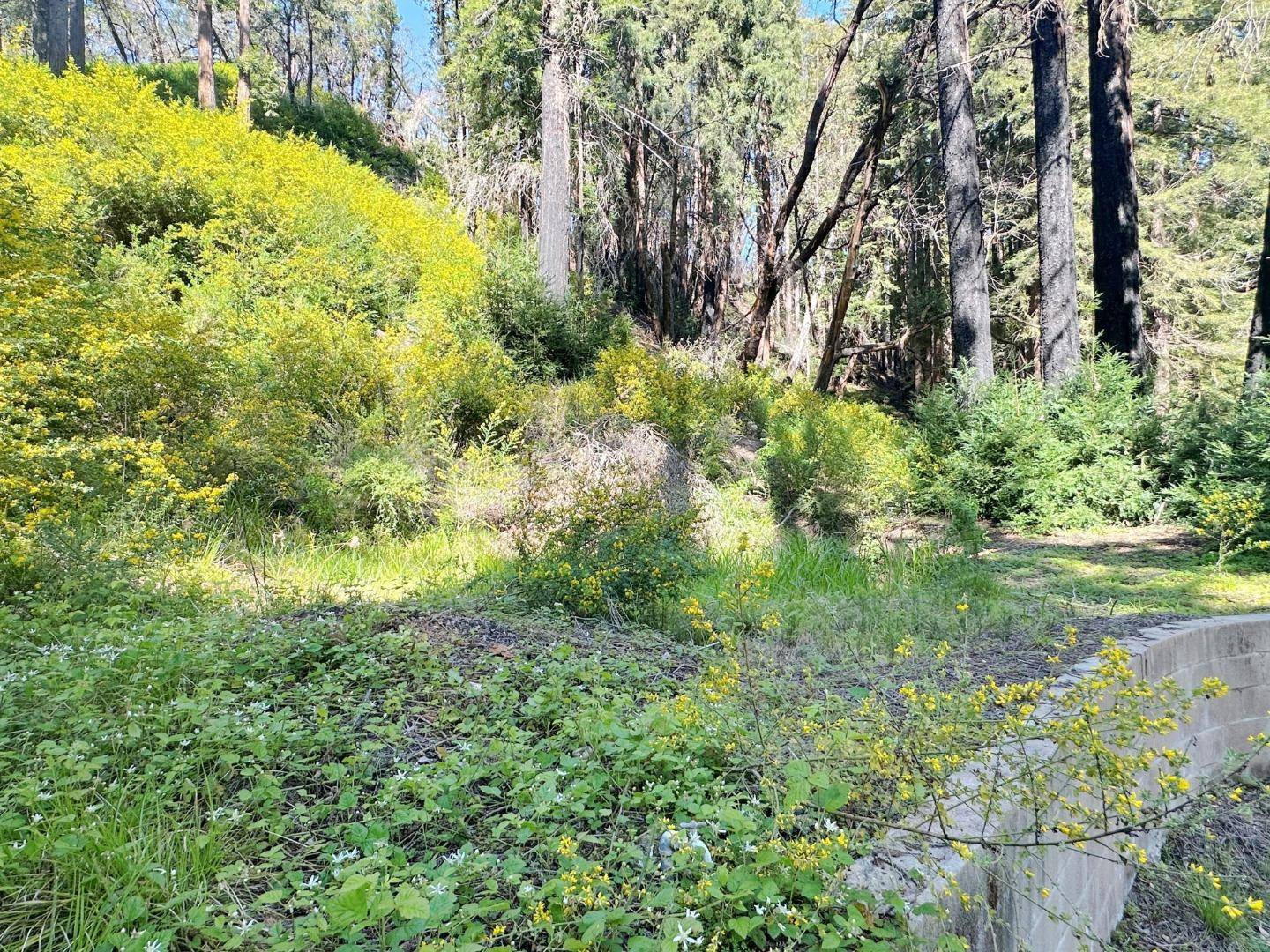 Boulder Creek, CA 95006,575 Hazel Brake