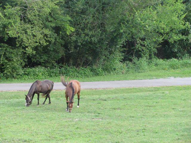 Christiana, TN 37037,7875 Dismal Hollow Rd