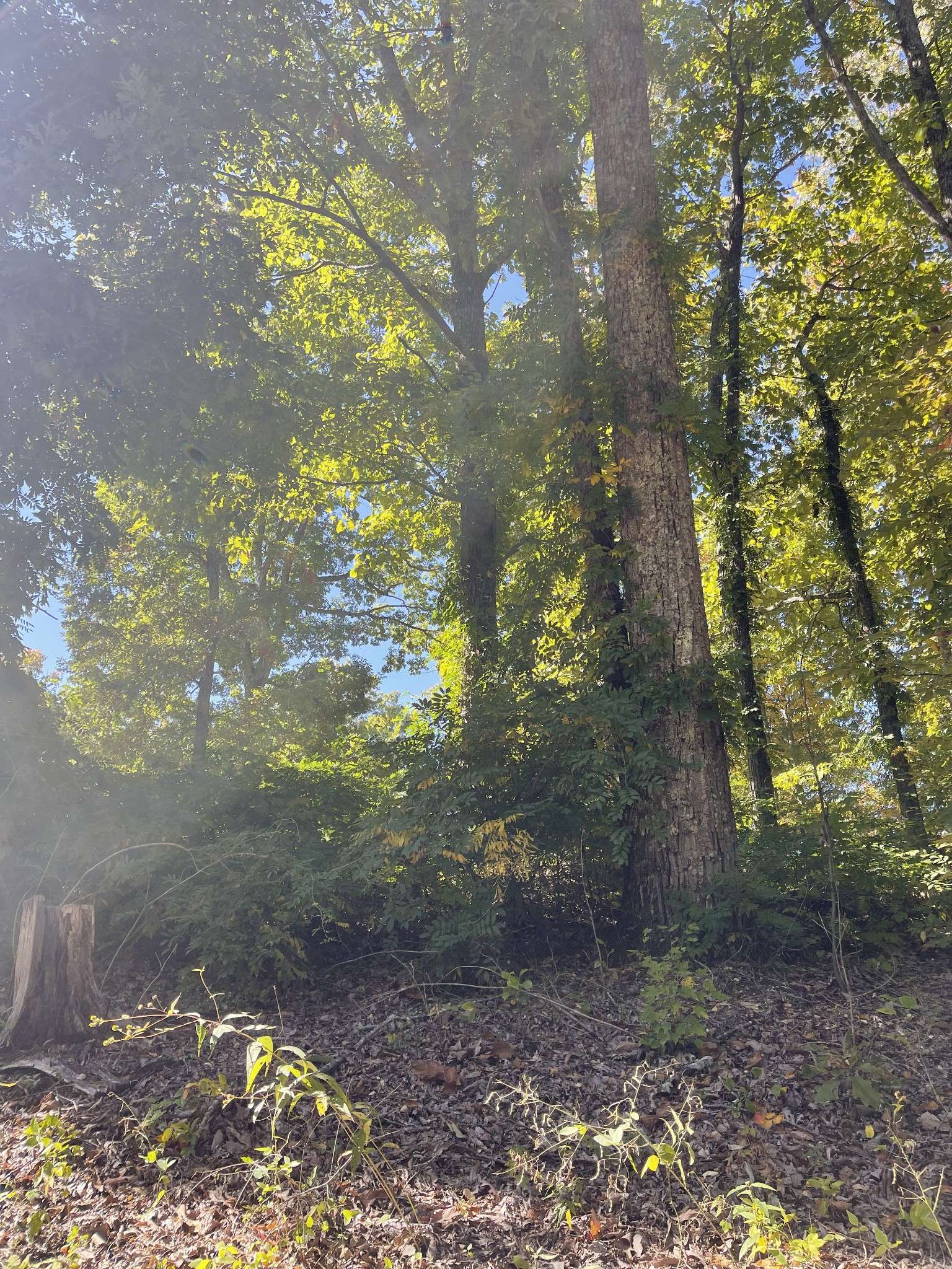 Smithville, TN 37166,0 Lakeview Drive Lot 6 Block E