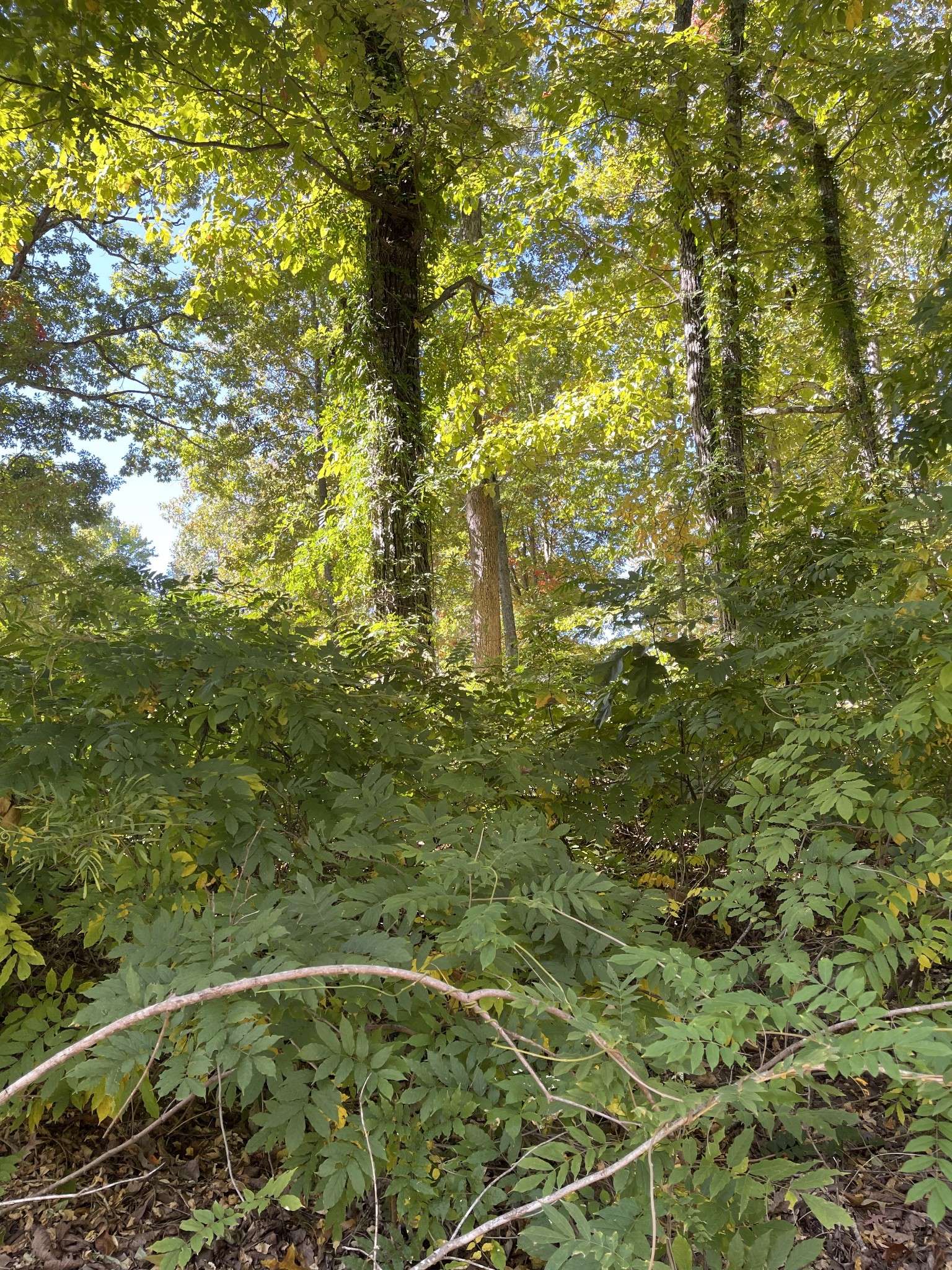 Smithville, TN 37166,0 Lakeview Drive Lot 6 Block E