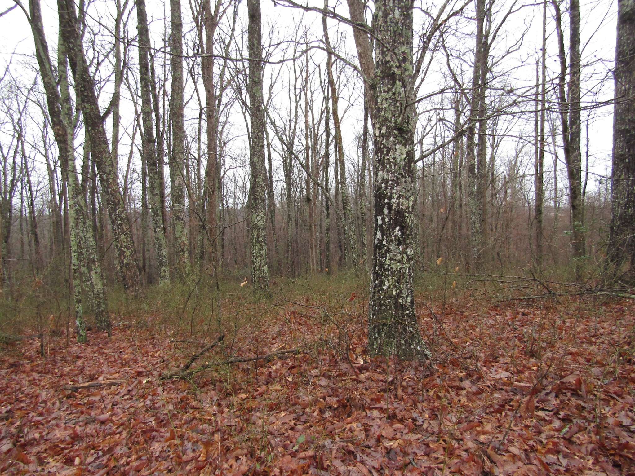 Crawford, TN 38554,8021 W Blossom Ln