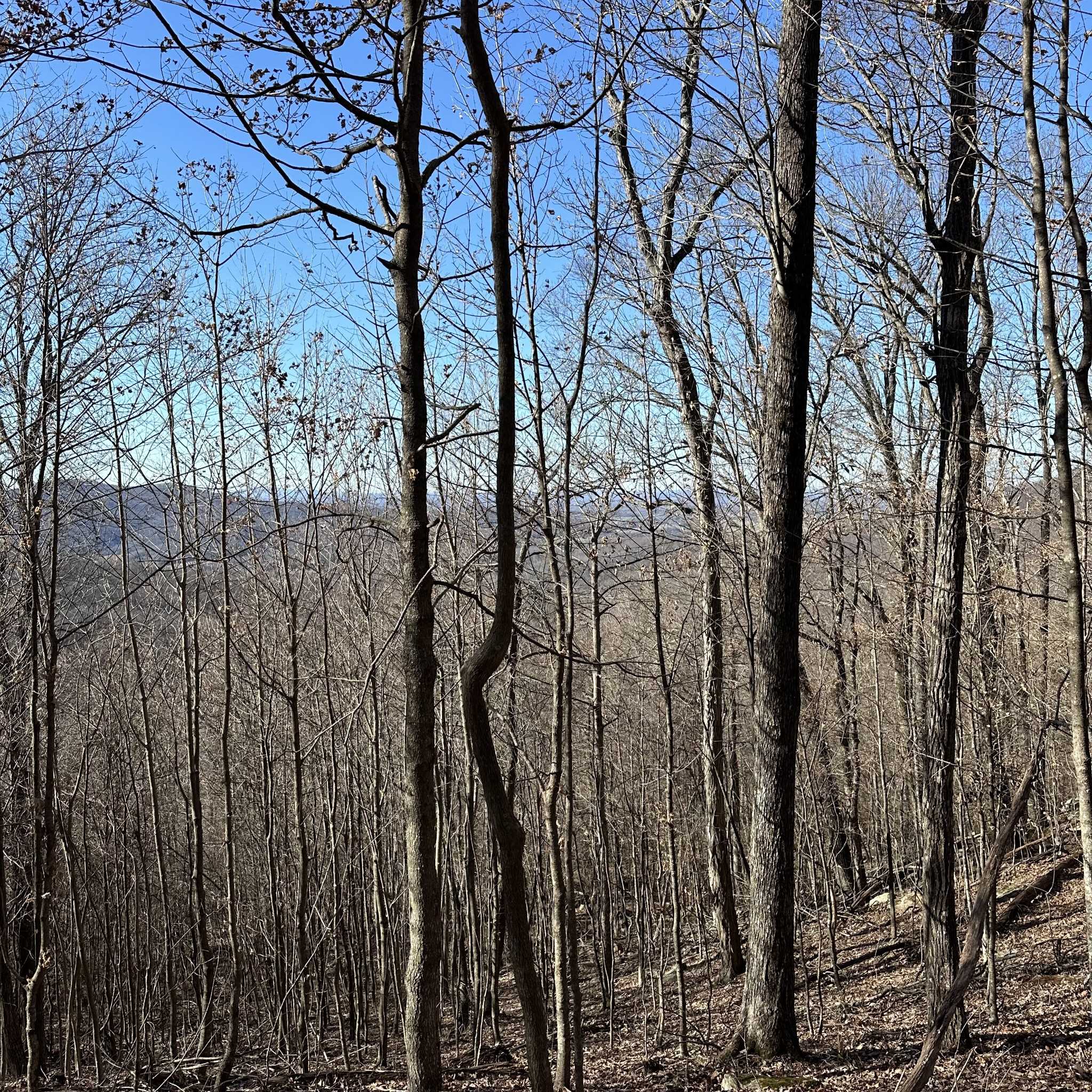 Mcminnville, TN 37110,59 Long Mountain Trail