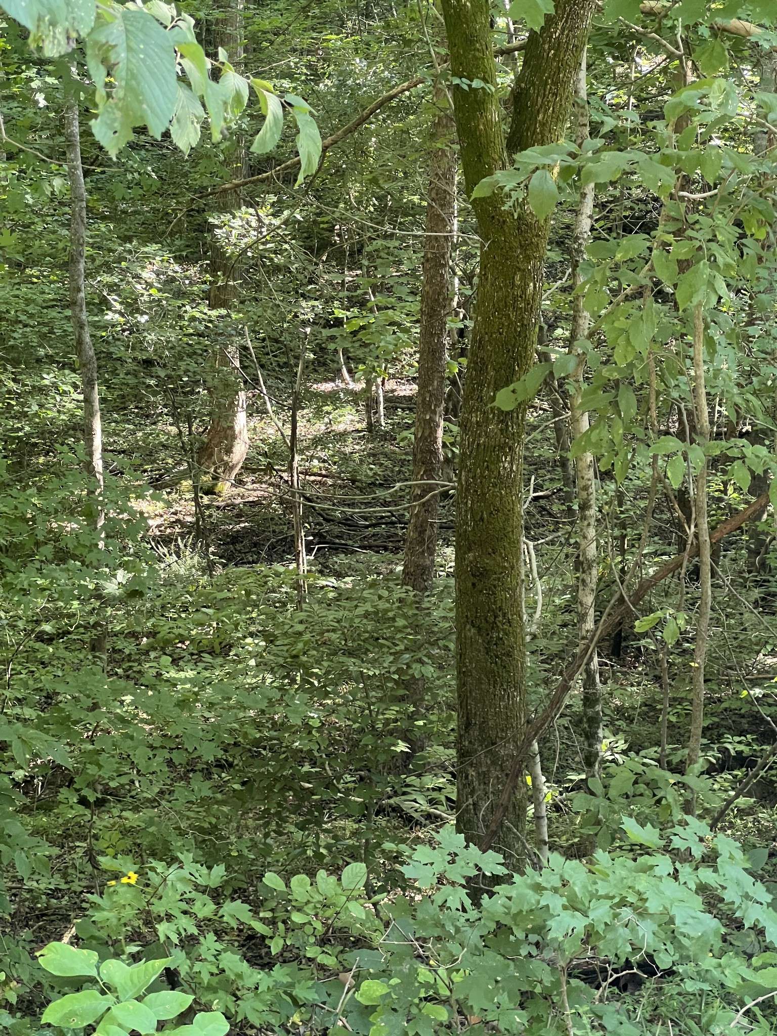 Cumberland Furnace, TN 37051,0 Hollis Crossing Rd