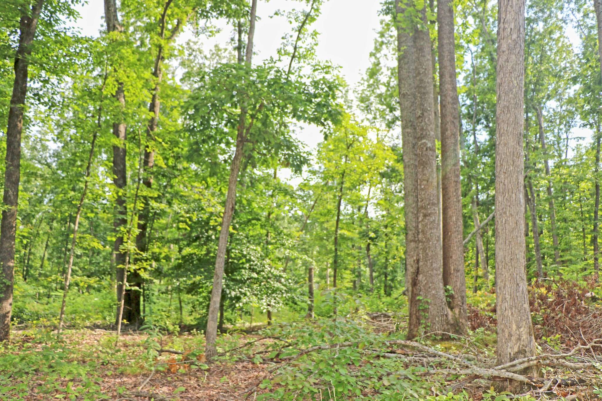 Vanleer, TN 37181,0 Bell Hollow Rd