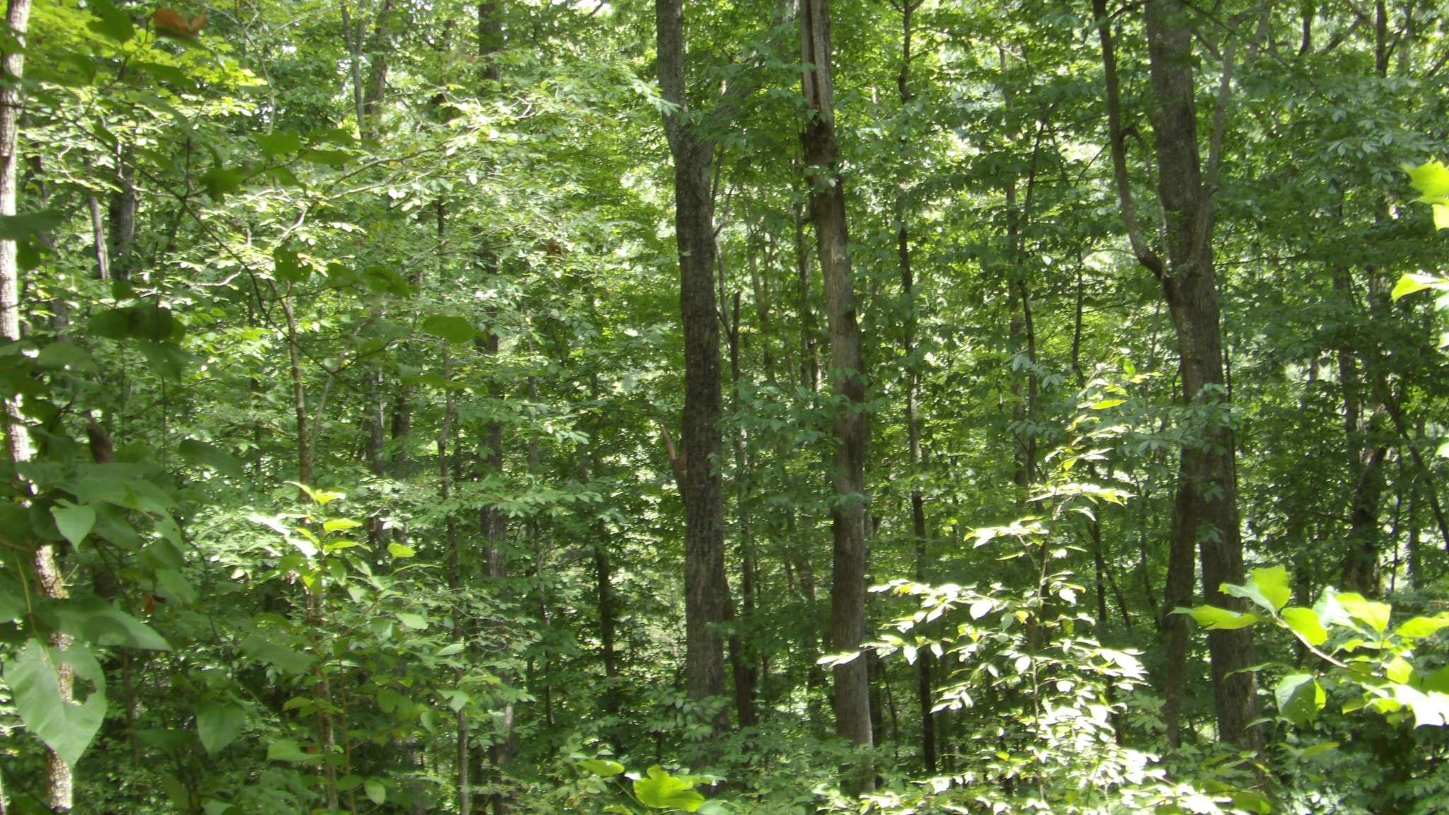 Moss, TN 38575,0 Denton Rd