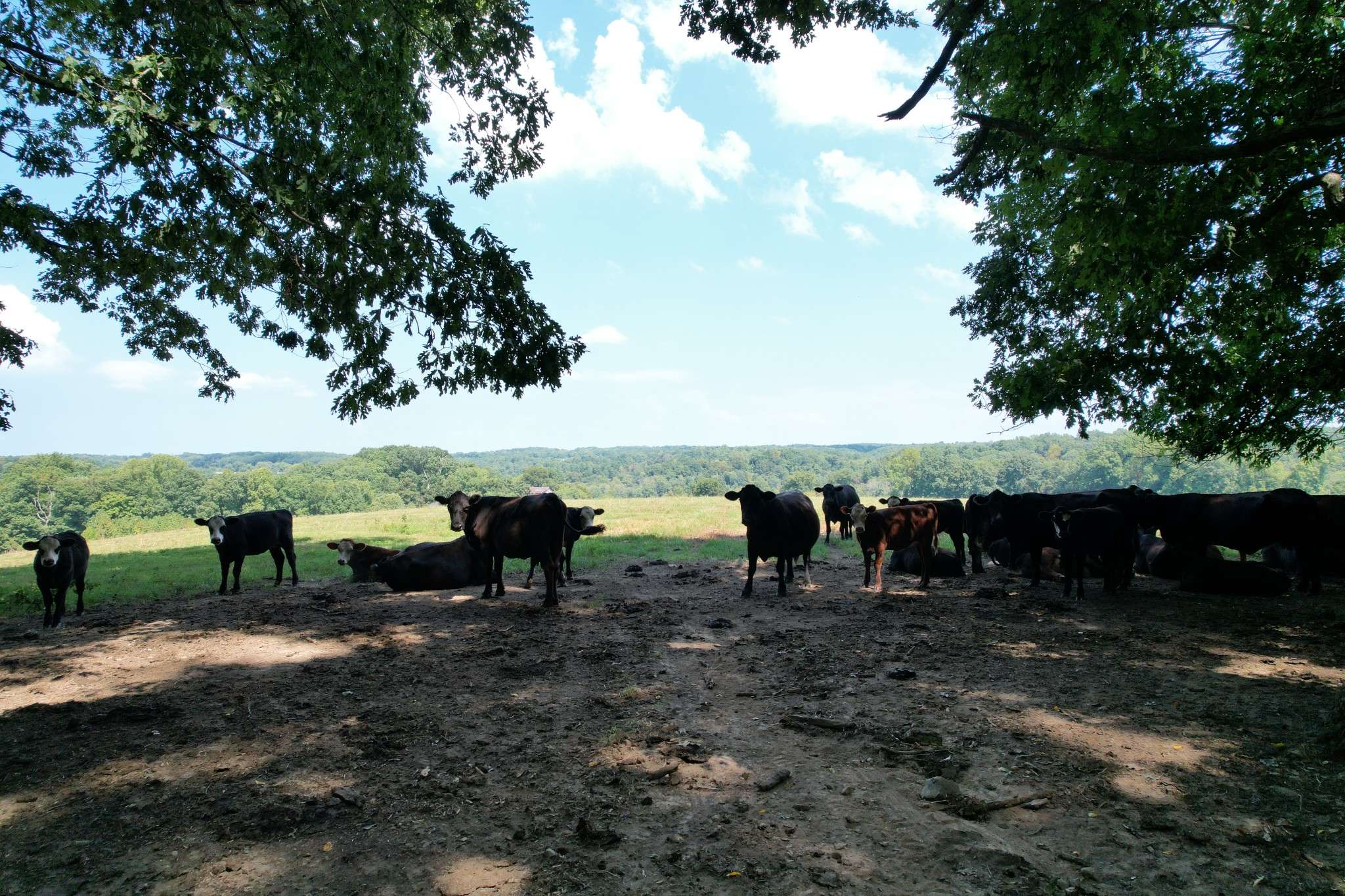 Franklin, TN 37064,5 N Lick Creek Rd