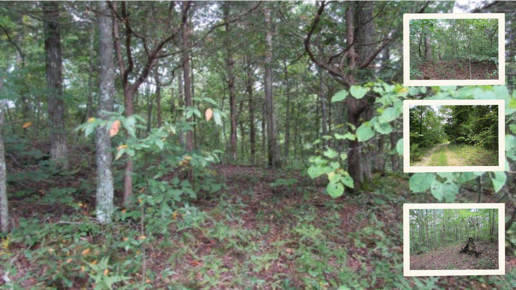 Celina, TN 38551,5 ac Backwoods Trail