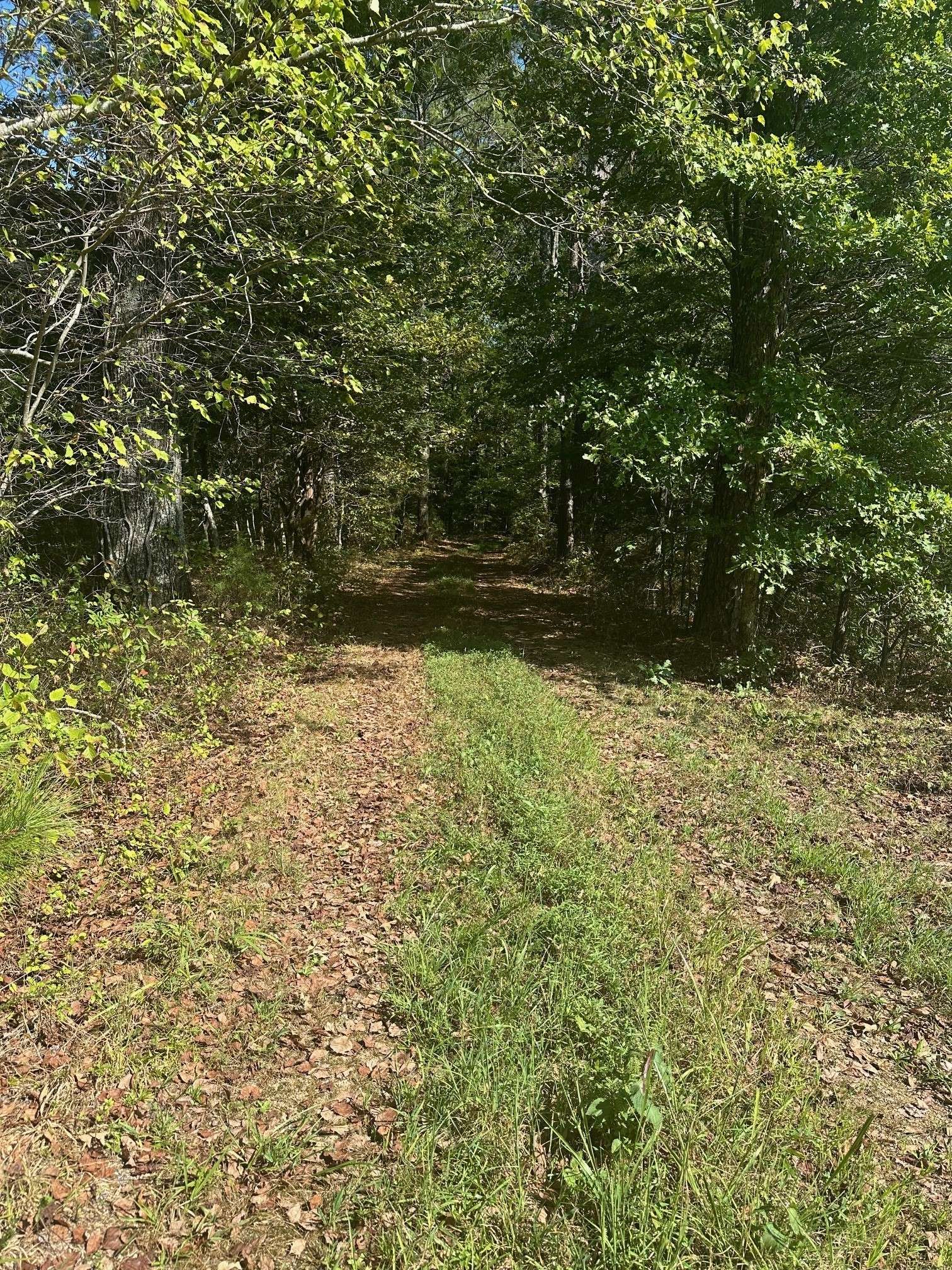 Hohenwald, TN 38462,1495 Trace Creek Rd