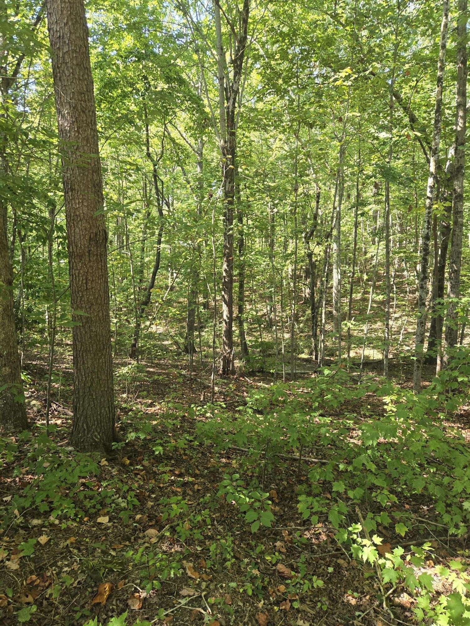 Graysville, TN 37338,0 Raven Cliff Road