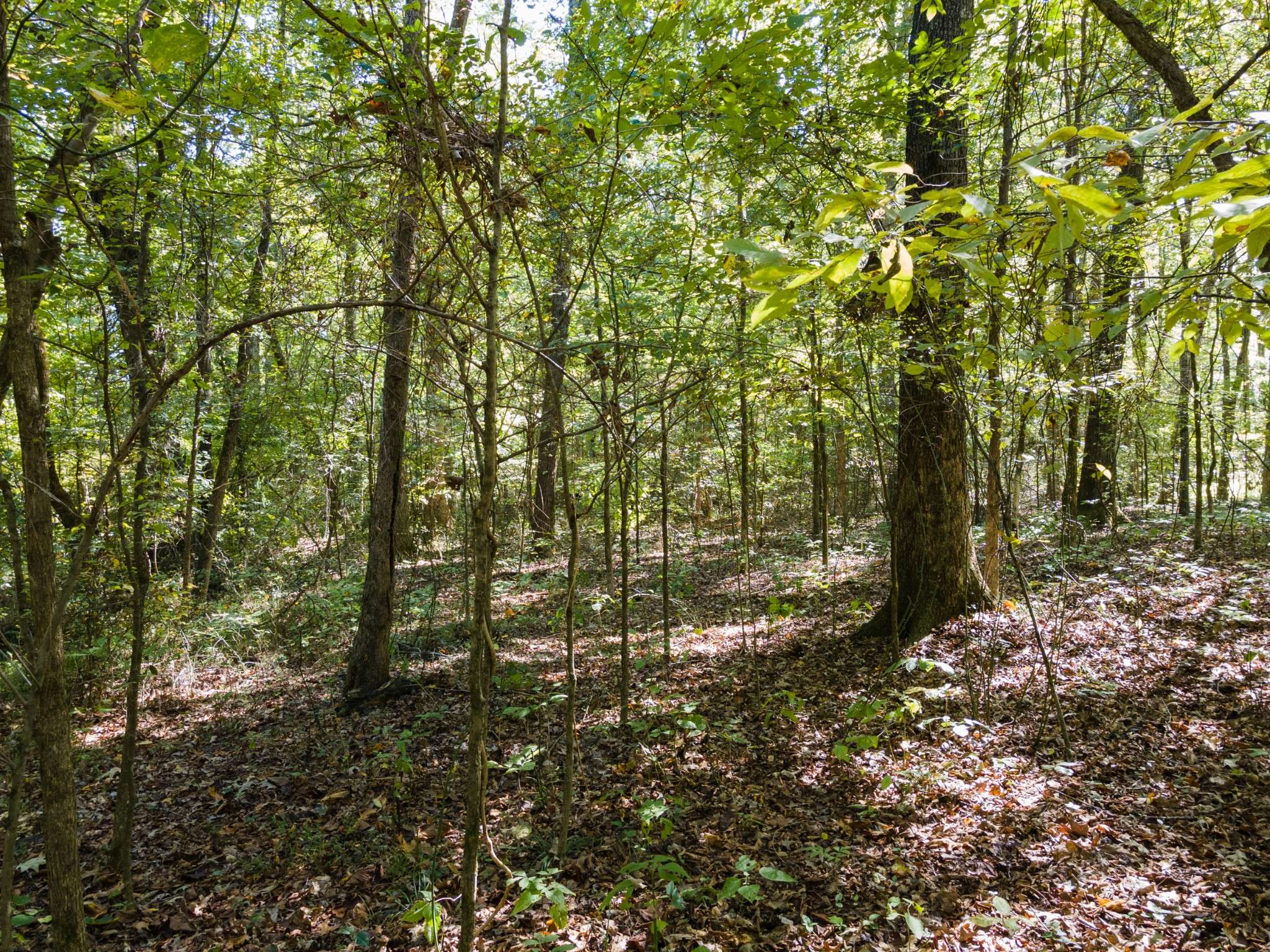 Parsons, TN 38363,0 Iron Horse Trail