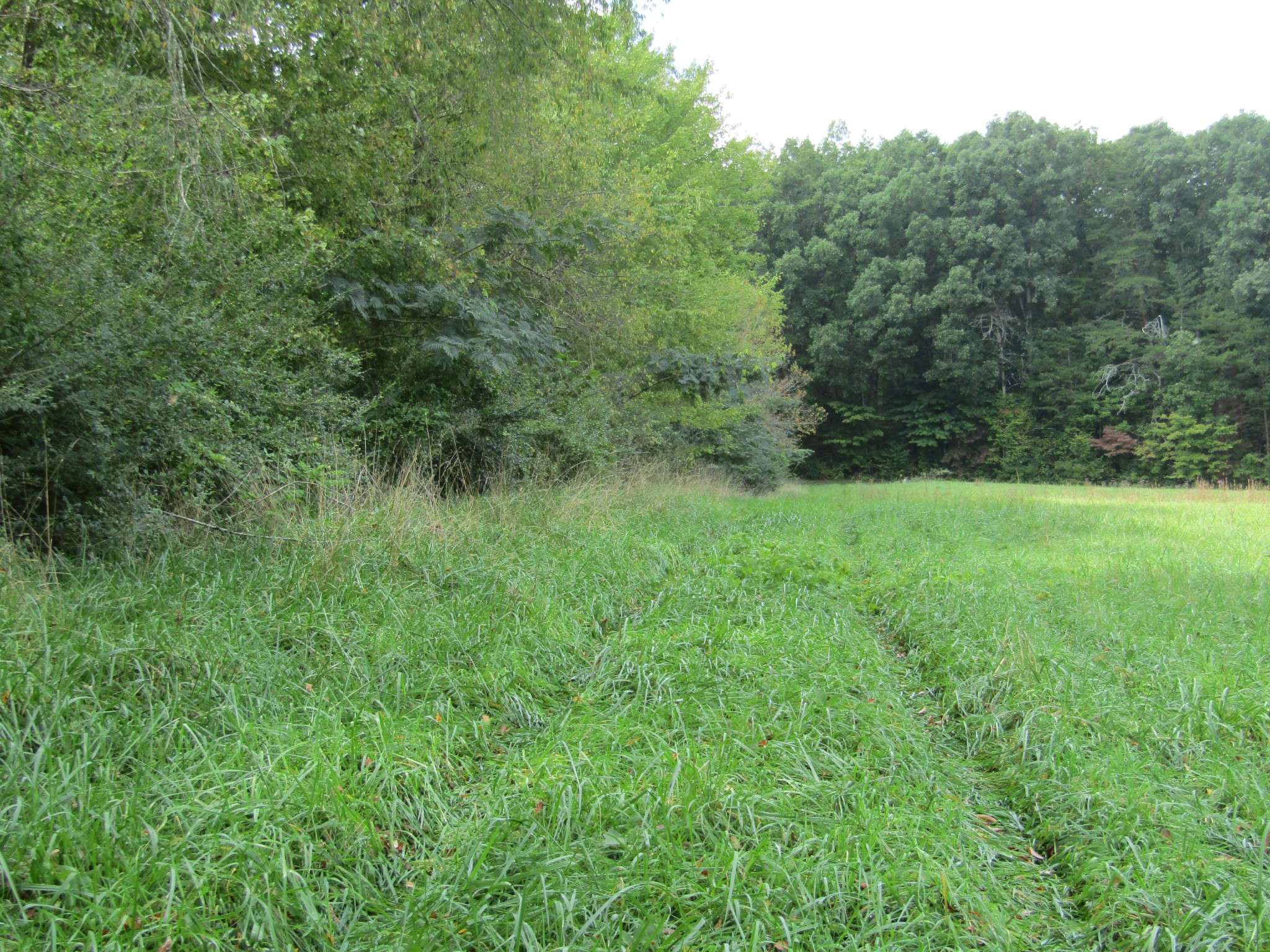 Grimsley, TN 38565,3 09 ac Hack Beaty Rd