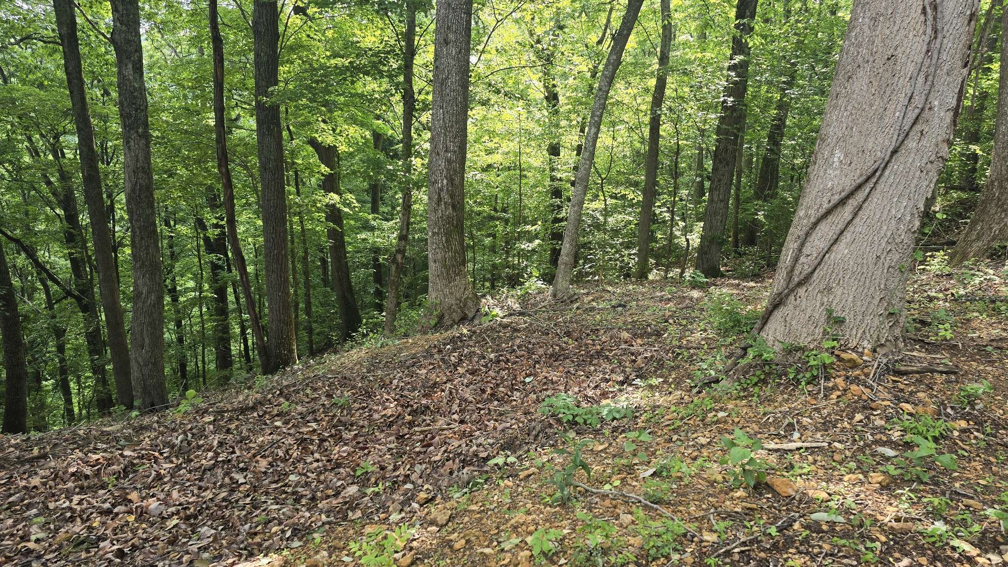 Smithville, TN 37166,3 Savannah Dr