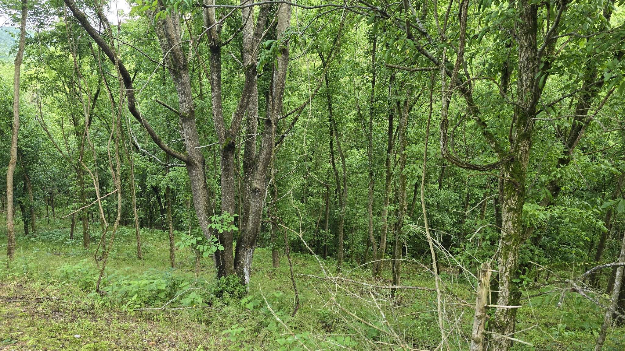 Smithville, TN 37166,85 Blackberry Ridge Way