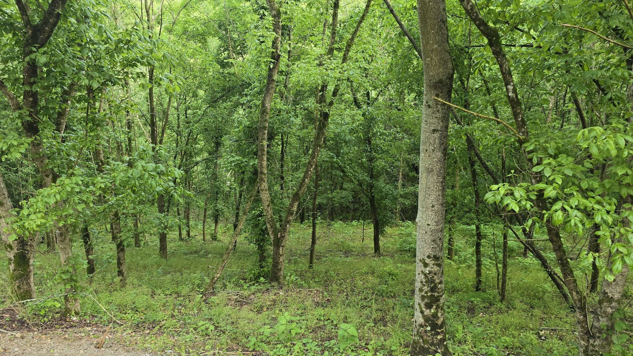 Smithville, TN 37166,86 Blackberry Ridge Way