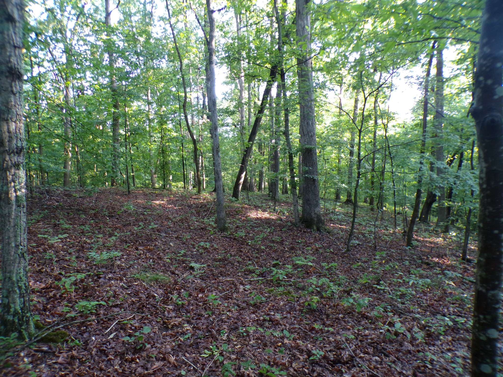 Woodlawn, TN 37191,0 Lylewood Road